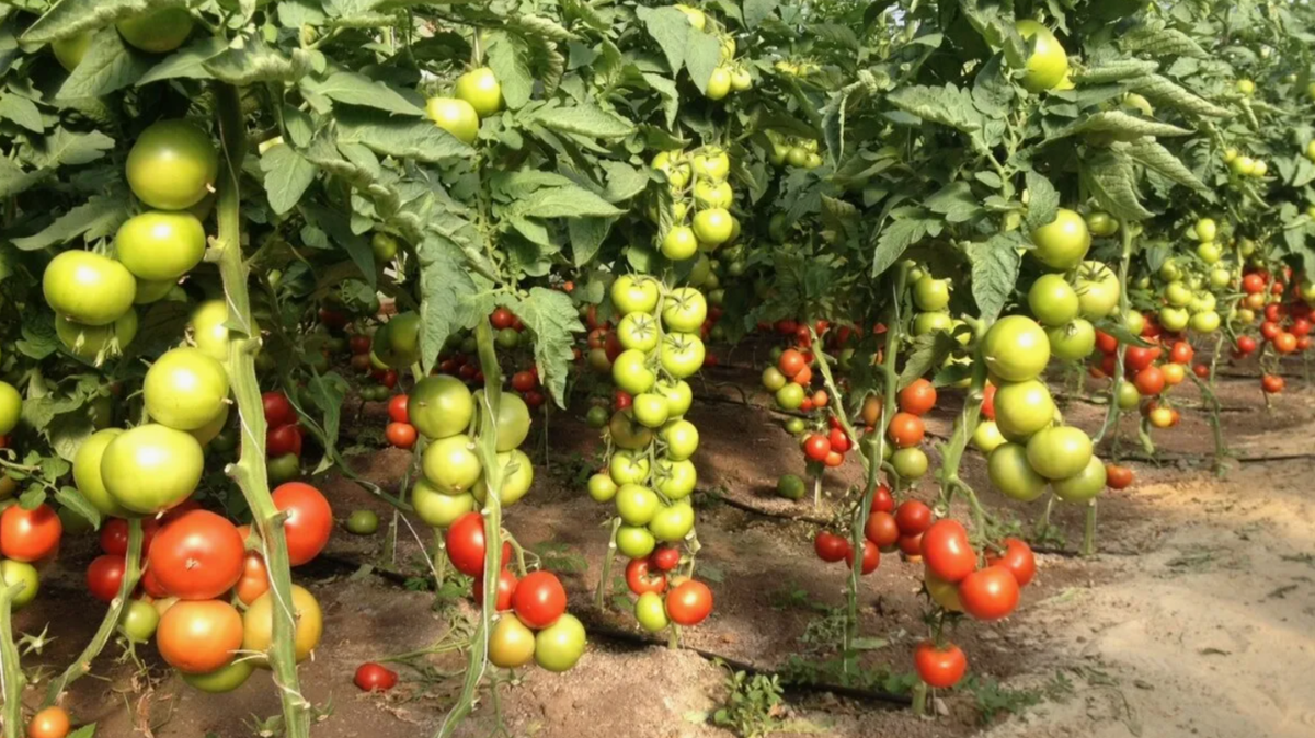 Как увеличить урожай высокорослых томатов: секрет калийной подкормки