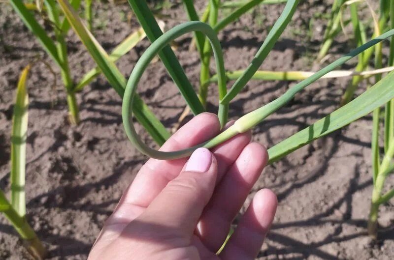 ���������� ������ �� ��������� �������: ���� ������������ ��������