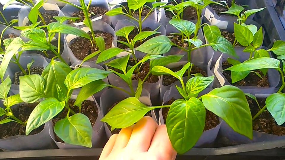 ��� ������� ��������� ���� ��� ������ ����� � 2026 ����