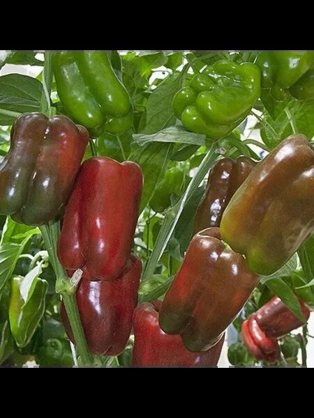 ����� �����: ��������� ����� ��� ����� � ������ ���������