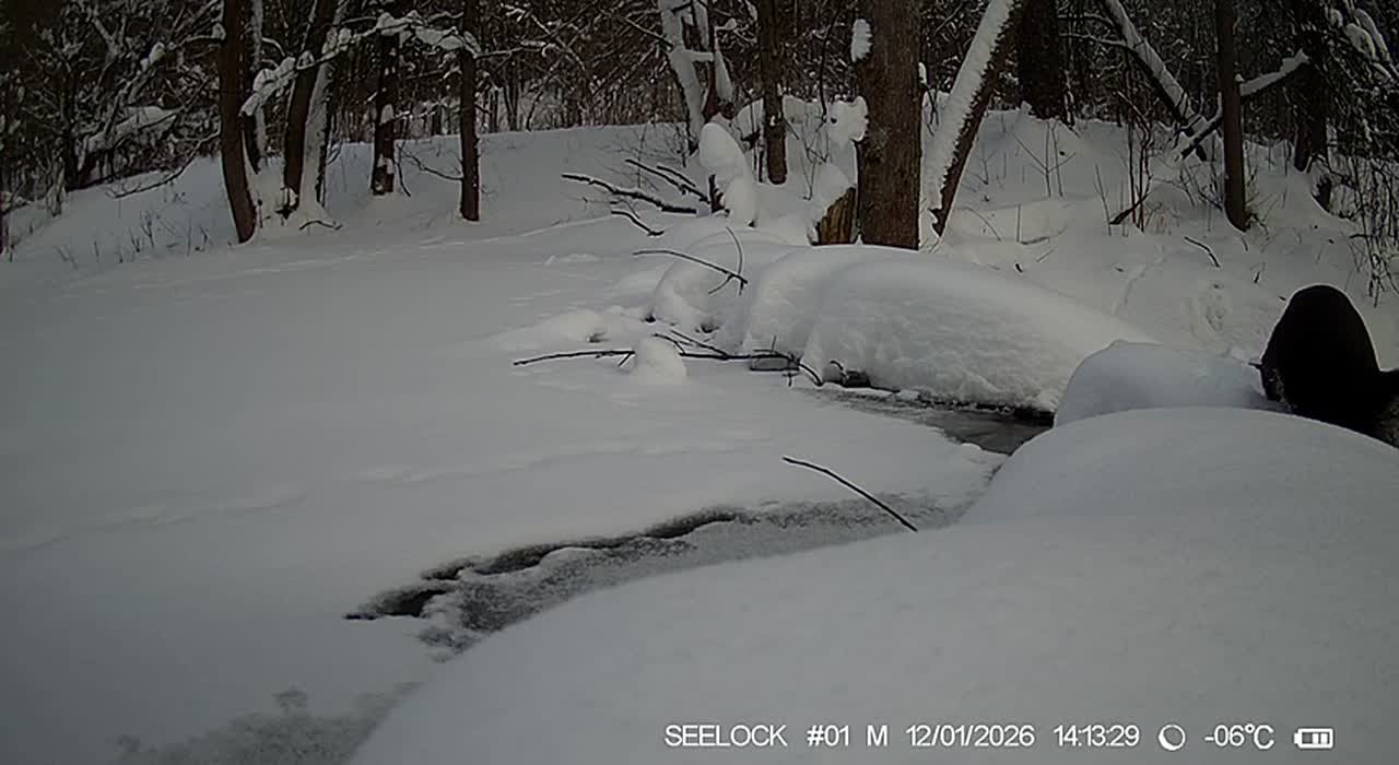 Выдра попала на видео в калужском лесу