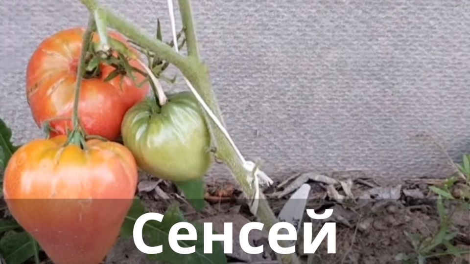 ������������� ����� ������� ��������� �������� ��� ������ ����������