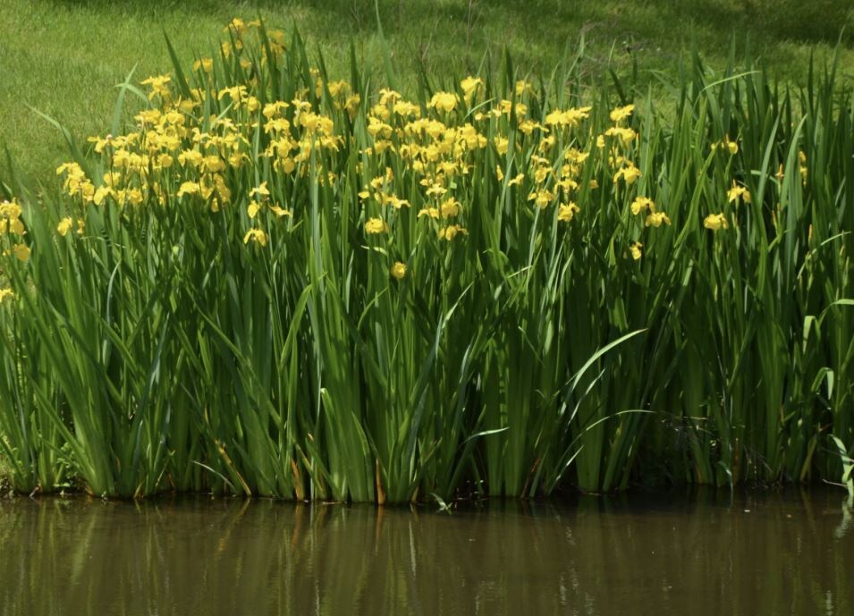 Ирис болотный: секреты успешного ухода и размножения