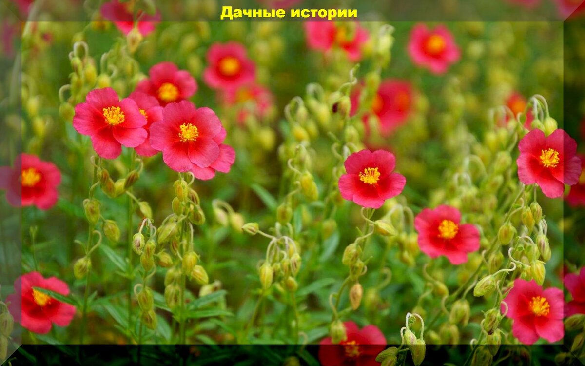 Почвопокровные растения для защиты и украшения сада