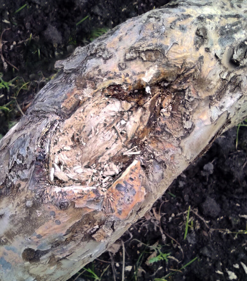 Как спасти старую яблоню: советы по обработке дупла