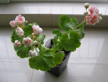 ���������� ��������� �������� ��� �����: ��� ������� ���������� �����