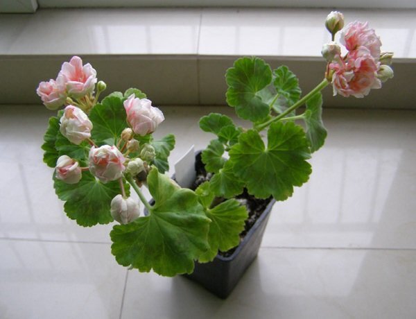 Безопасные комнатные растения для детей: как выбрать правильные цветы