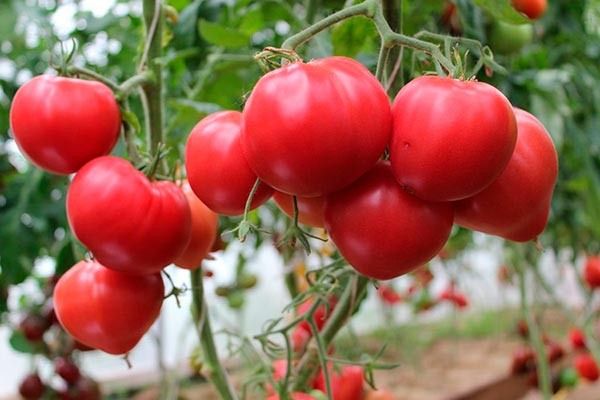 ������������ ������� ����� ������: �������������� ����� � ������� �������� �����������