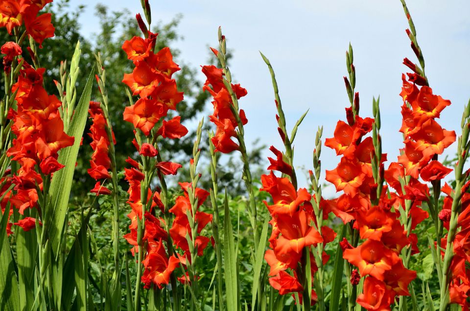 ���������� ����������� ����������: �������, ������� ����� �������� ����� � ������