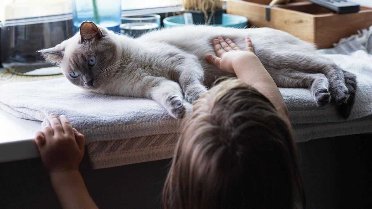 Как понять, нравятся ли котам ваши поцелуи