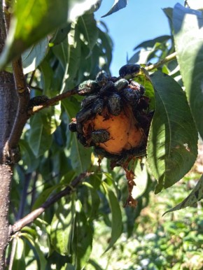 ��� ����������� ��� � ������ ������ ������: ������� � ����������� � ���������