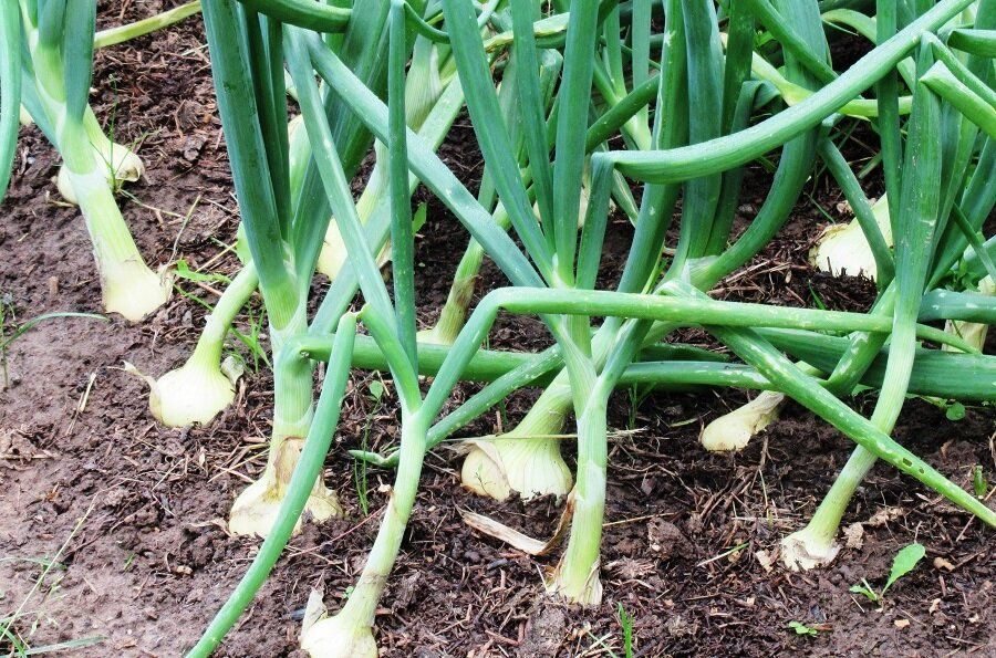 ����������� ������ ������ ������� ���� �� ����������