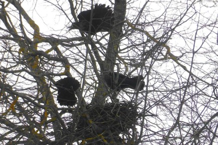 � ������ ��������� ������ �����