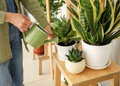 ������������ ��������� ��� ��������� ��������: ��� ������� ���������