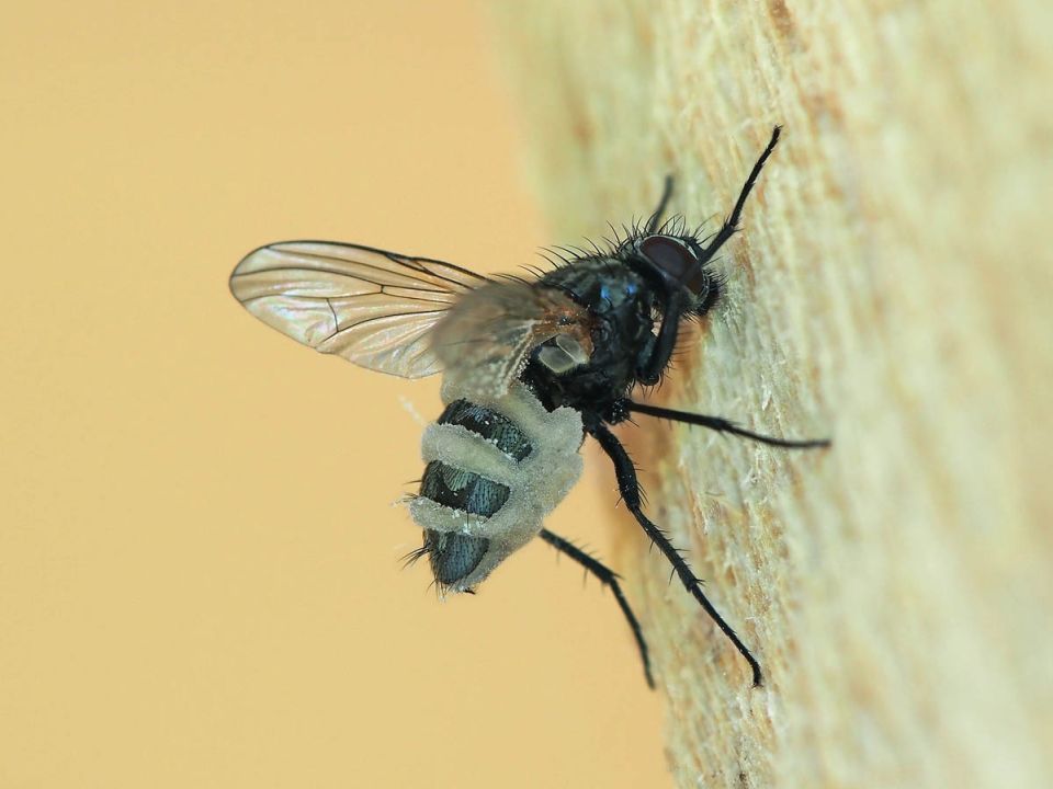 ���������� ������ ������ � ������: ������� �����������