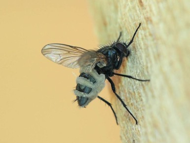 Уникальный способ борьбы с мухами: секреты энтомофторы