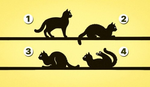 Какой кот выберете вы? Узнайте свое предназначение с помощью простого теста