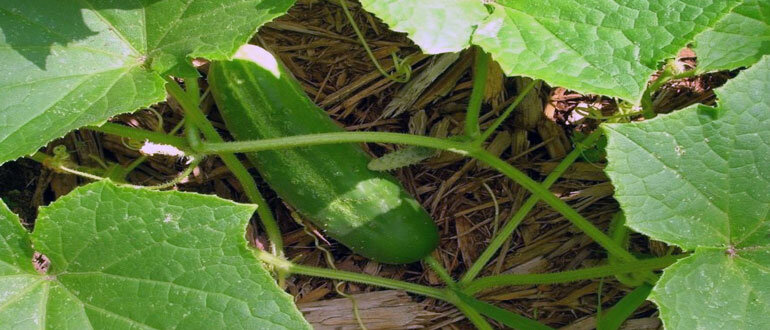 Выращивание огурцов в открытом грунте: советы и рекомендации