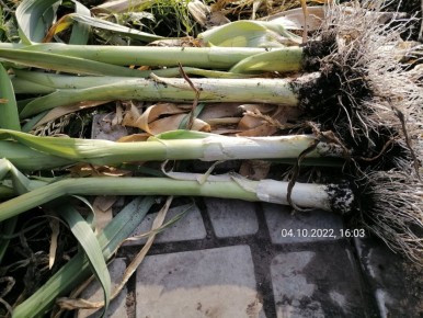 ������ ���-����� �������� ������ ���������: ������� � ������