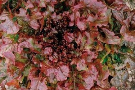 ������� ��� �� ����������� ������ �����: ������� ������ � �������� ������