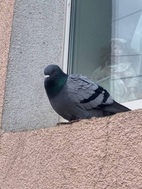 Сегодня прогнозируют облачную погоду, небольшой снег с дождем