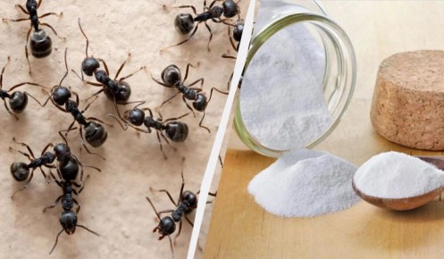 ����������� ������ ������ � ���������: ������� ������ �� �����