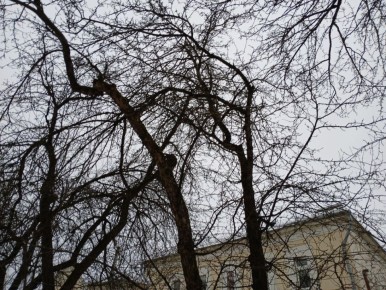 Дождь прогнозируют в Калужской области