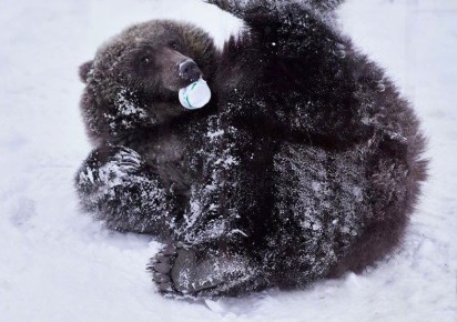 � ��������� ������ ������� ���������� ��������� ����