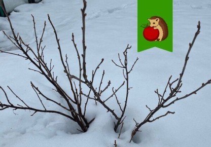 ��� ��������� ������������ ����� ��������: ������ � ������������