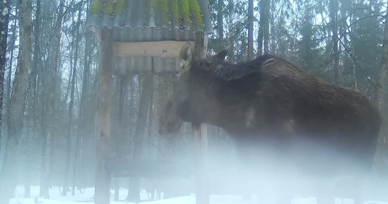 Лось попал на видео в калужском лесу