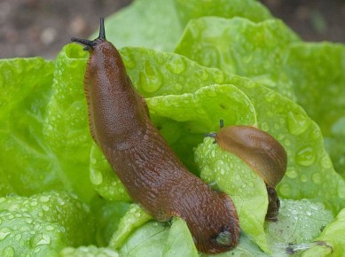 ��� ���������� �� ������� �� ������� ����� �� 9 �����