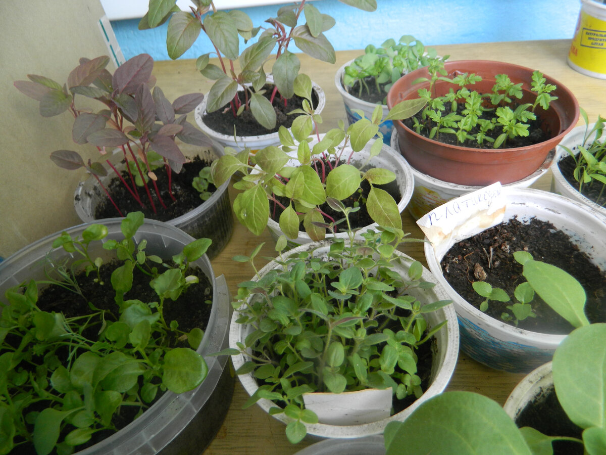 Что сеять в конце февраля: советы и рекомендации для огородников