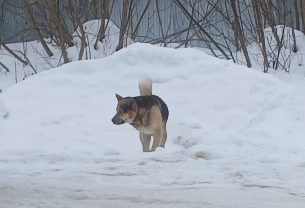 «Страшно ходить»: в Товарково третья попытка отлова агрессивной собаки провалилась