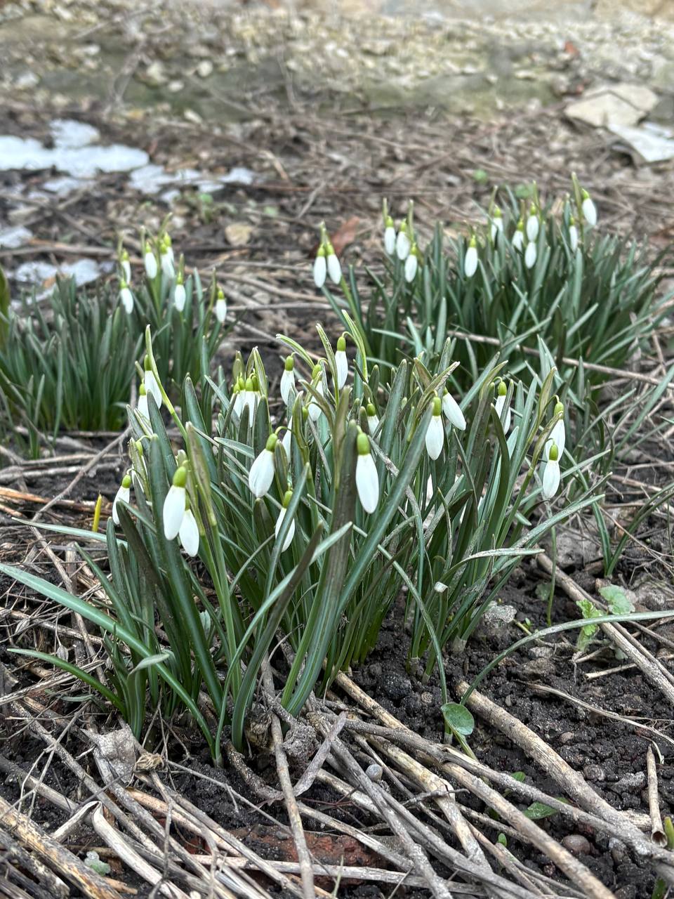 В Калуге распустились первые весенние цветы В Калуге распустились первые весенние цветы