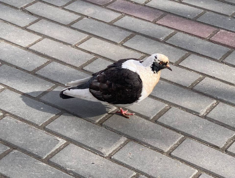 ������ �������� ������ ���������� �������� �������