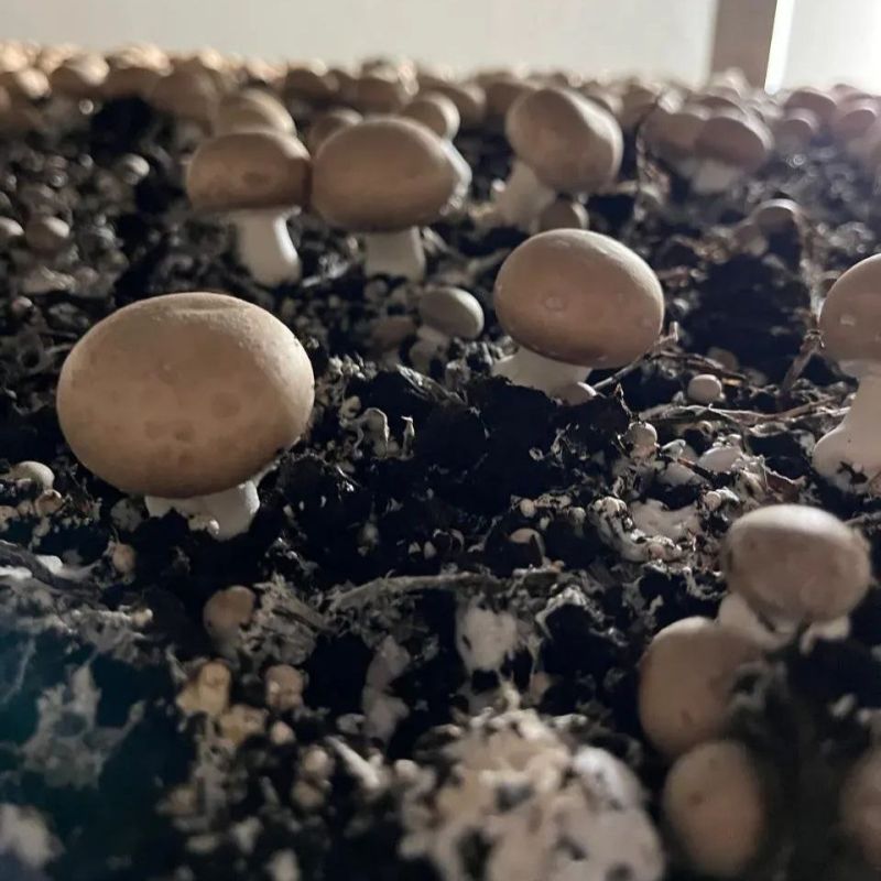 � ��������� ������� ���������� 10% ���������� �����������