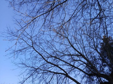 В Калужской области сбили ещё восемь БПЛА