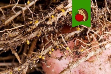 ����������� ������� ������ � �������� ��������� � �����