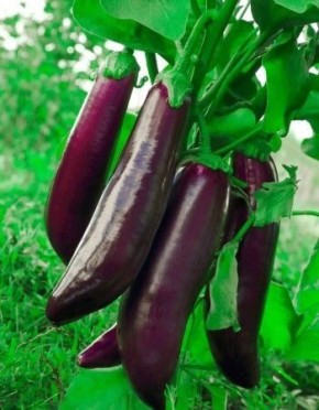 Успех в теплице: секреты выращивания баклажанов