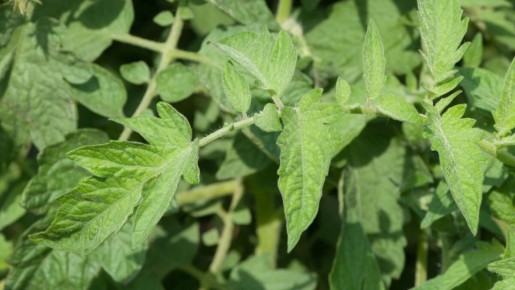 Что стоит за деформацией помидоров?