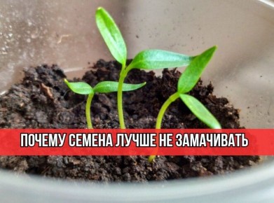 ������ � ������: ��� ������� ���������� �� ������������ � ����