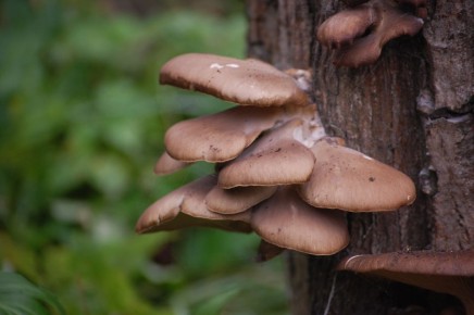 ��� ��������� �������� �������: ������� � ������