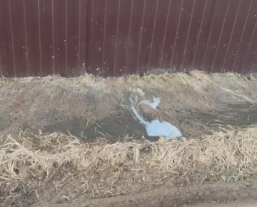 В деревне Добрино жители трёх домов сливают канализационные отходы на улицу