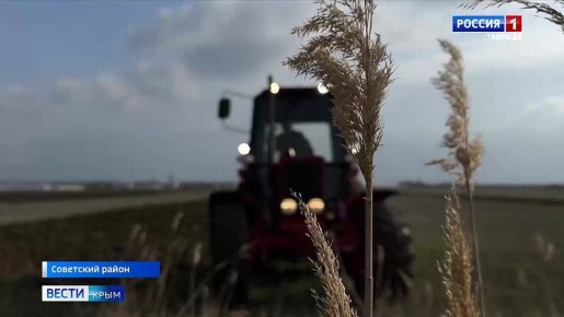 В Советском районе Крыма фермеры увеличивают площади под картофель и другие овощи из борщевого набора за счёт господдержки