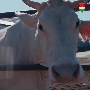 ��������� ������� ��������� ������� � �������� ���������