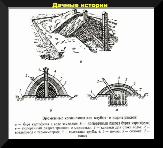 Незаменимые советы по зимнему хранению свеклы и моркови