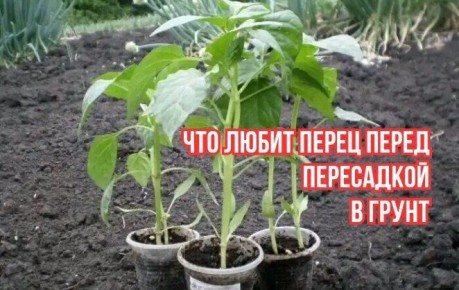 ��� �������� ������������ ������� �����: ��� ������ ������