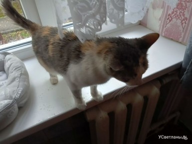 ��������� ����, ������ ������� � ������� ������