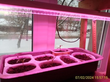 Как вырастить крепкую рассаду: секреты ухода за томатами и перцем