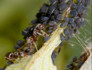 ����������� ������ ������: ��� ��������� �������� �� ����������?